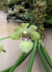 Holcoglossum phongii (mounted)